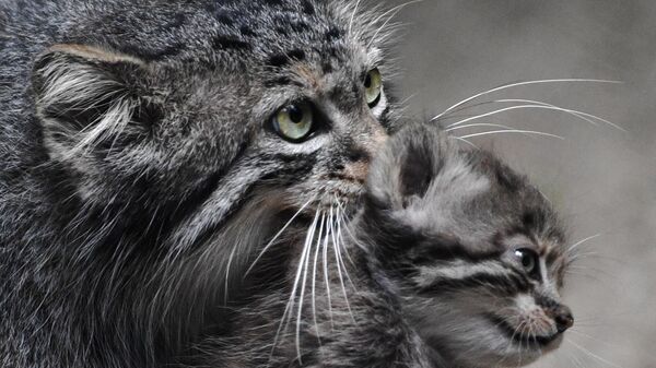 Самка манул с детёнышем в Новосибирском зоопарке